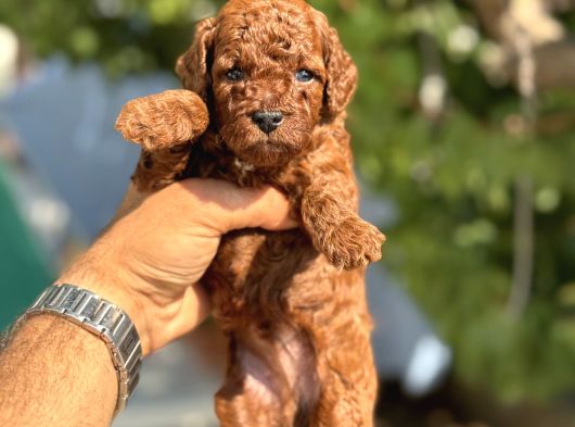 Toy Poodle Yavrularimiz