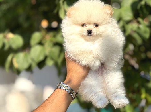 Orji̇nal Boo Yavrulari görsel