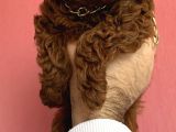 Kaçırılmayacak Güzellikte Kore Irk Toy Poodle Yavrular