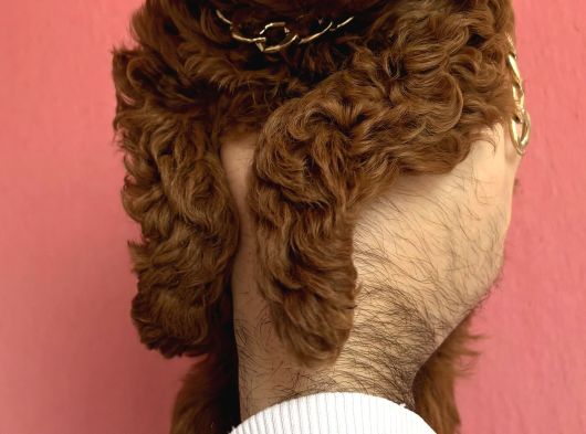 Kaçırılmayacak Güzellikte Kore Irk Toy Poodle Yavrular görsel