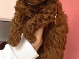 Kaçırılmayacak Güzellikte Kore Irk Toy Poodle Yavrular