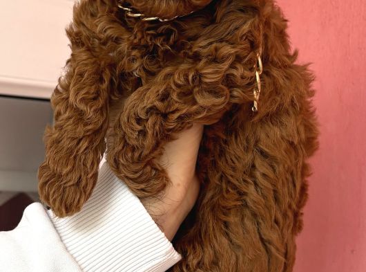 Kaçırılmayacak Güzellikte Kore Irk Toy Poodle Yavrular görsel