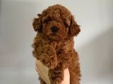 Kaçırılmayacak Güzellikte Kore Irk Toy Poodle yavrular