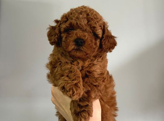 Kaçırılmayacak Güzellikte Kore Irk Toy Poodle Yavrular