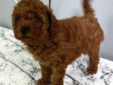 Kaçırılmayacak Güzellikte Kore Irk Toy Poodle Yavrular