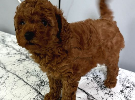 Kaçırılmayacak Güzellikte Kore Irk Toy Poodle Yavrular görsel