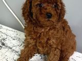 Kaçırılmayacak Güzellikte Kore Irk Toy Poodle Yavrular