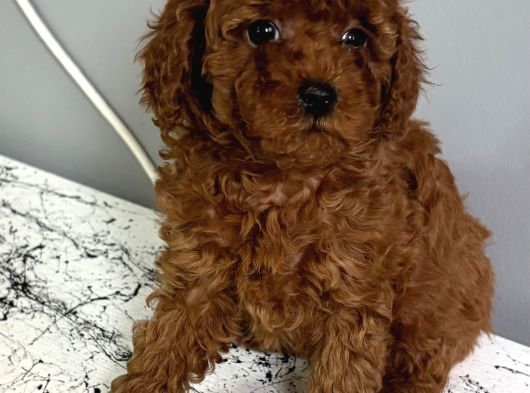 Kaçırılmayacak Güzellikte Kore Irk Toy Poodle Yavrular görsel