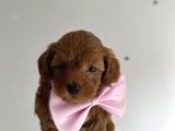 Teacup Poodle Yavrular