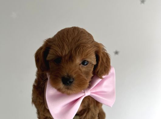 Teacup Poodle Yavrular görsel