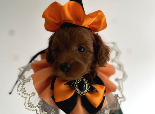 Teacup Poodle Yavrular görsel