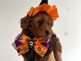 Teacup Poodle Yavrular