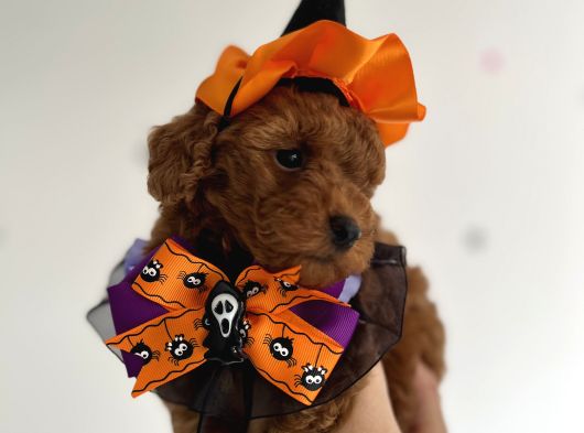 Teacup Poodle Yavrular görsel
