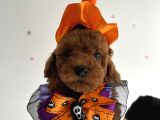 Teacup poodle yavrular