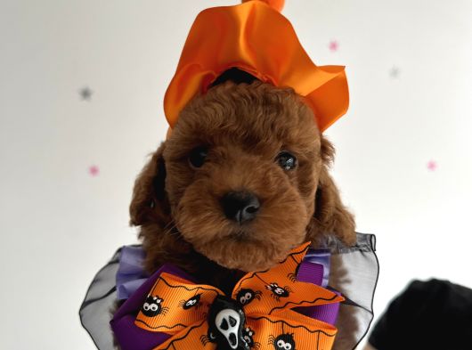 Teacup Poodle Yavrular