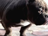 Mirco Exotic Bully