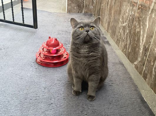 Peluş Tüylü Mükemmel Ayicik Surat Ki̇ko