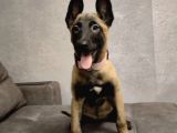 Malinois Yavrular