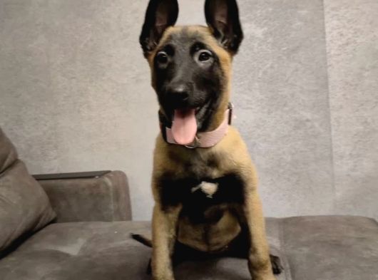 Malinois Yavrular görsel