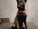 Malinois Yavrular