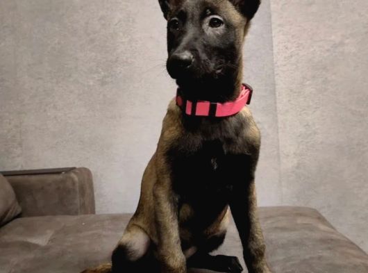 Malinois Yavrular görsel