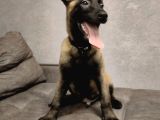 Malinois Yavrular