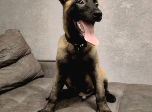 Malinois Yavrular görsel