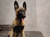Malinois Yavrular