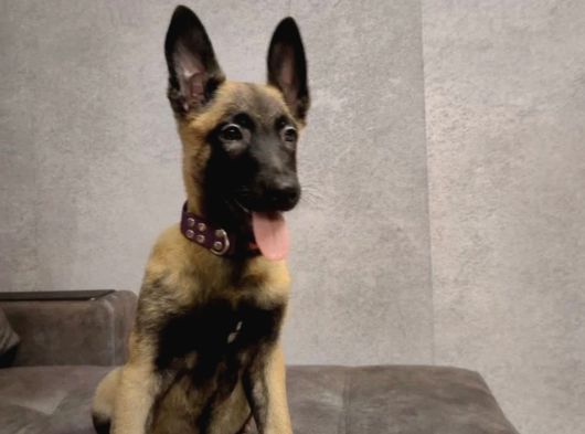 Malinois Yavrular görsel