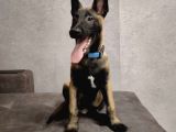 Malinois yavrular