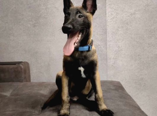 Malinois Yavrular