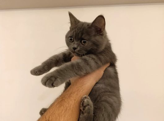 British Shothair Ve Longhair Bebekler görsel