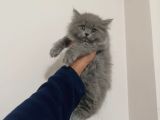 British Shothair Ve Longhair Bebekler
