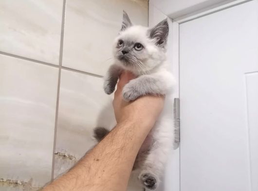 British Shothair Ve Longhair Bebekler görsel