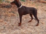 A Kalite Yetişkin Doberman