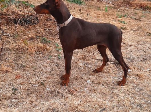A Kalite Yetişkin Doberman görsel