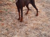 A Kalite Yetişkin Doberman