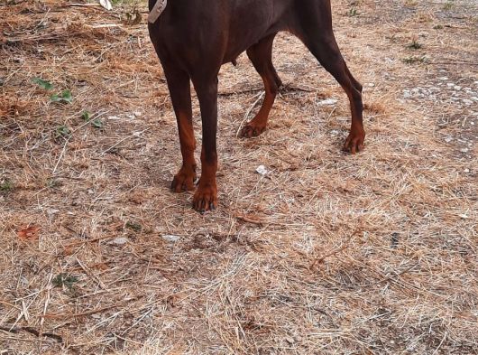 A Kalite Yetişkin Doberman görsel