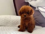 Toy Poodle Bebekler