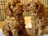 VETERİNER KONTROLLÜ POODLE BEBEKLER