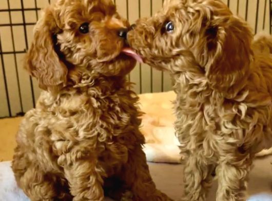VETERİNER KONTROLLÜ POODLE BEBEKLER