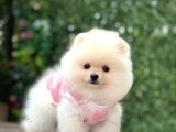 ORJİNAL POMERANİAN BOO ÇOCUKLAR