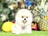 Pomeranian Boo Gerçek ayi Surat Yavrularımız