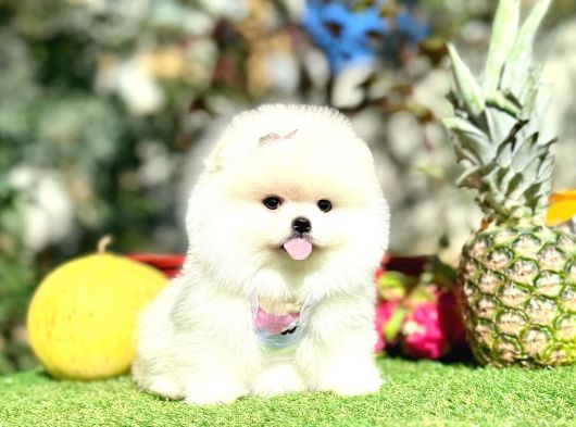 Pomeranian Boo Gerçek ayi Surat Yavrularımız