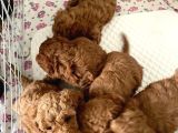 Yumuk Yumuk Her Şeyi̇ İle Garanti̇li̇ Poodle Bebi̇şler