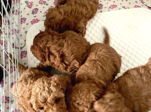 Yumuk Yumuk Her Şeyi̇ İle Garanti̇li̇ Poodle Bebi̇şler görsel