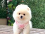 Orji̇nal Pomerani̇an Boo Çocuklar