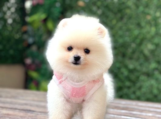 Orji̇nal Pomerani̇an Boo Çocuklar görsel