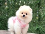 Orji̇nal Pomerani̇an Boo Çocuklar