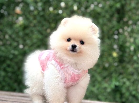Orji̇nal Pomerani̇an Boo Çocuklar görsel